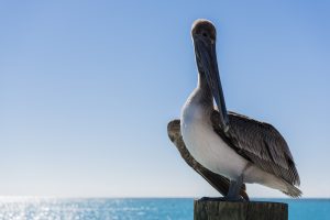 pelicans, Landscape, Sea, Birds, Island