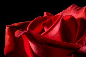 rose, Red flowers, Flowers, Black background, Plants