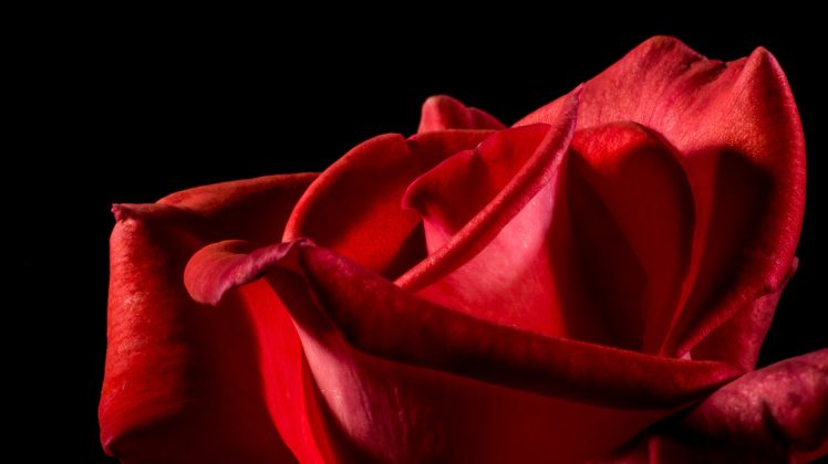 rose, Red flowers, Flowers, Black background, Plants HD Wallpaper Desktop Background