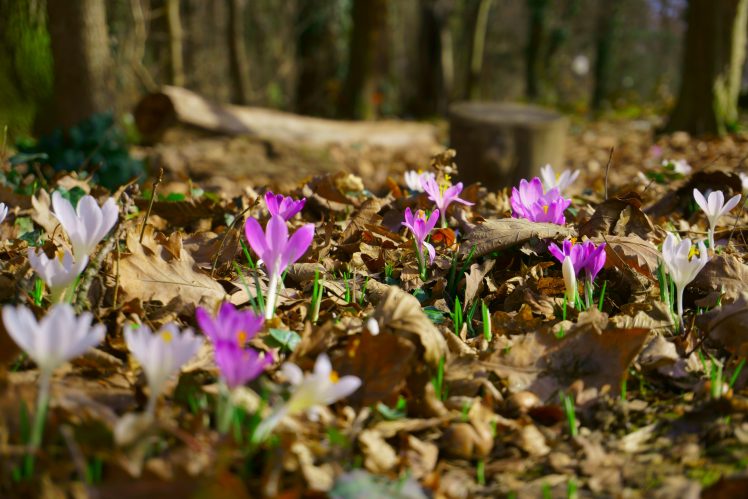 spring, Flowers, Forest HD Wallpaper Desktop Background