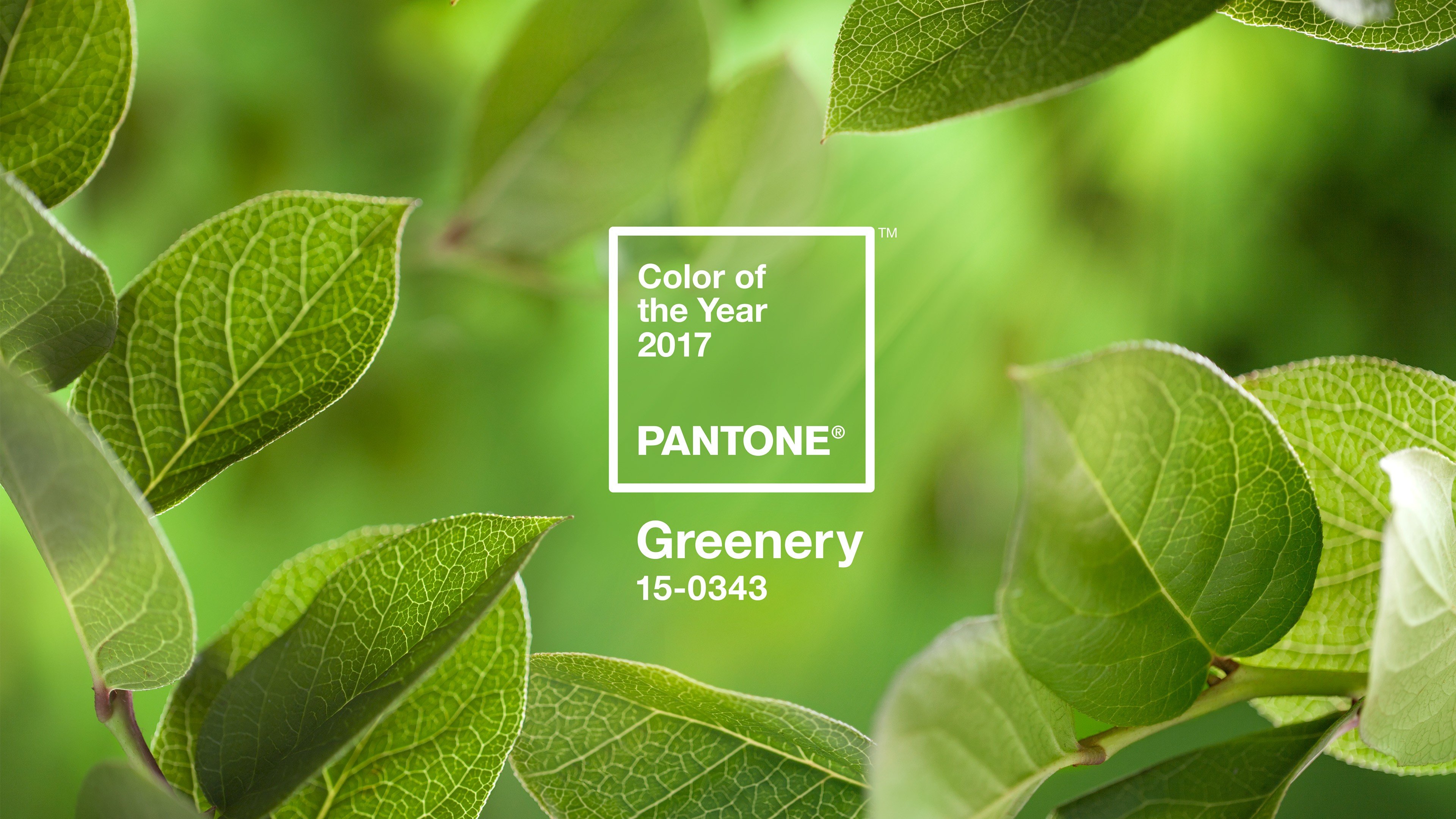 color codes, Green, Landscape, Colorful, Logo, Leaves, Trees, Simple Wallpaper