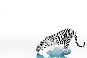 tiger, White background