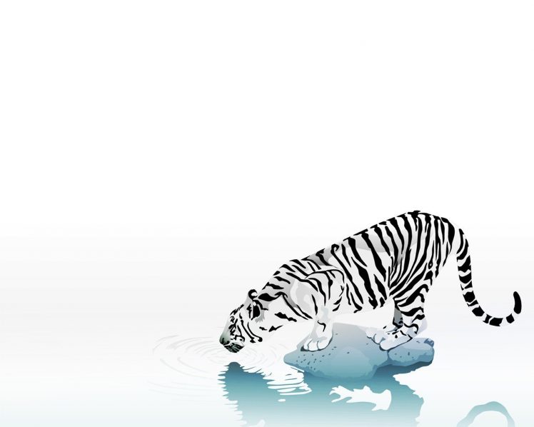 tiger, White background HD Wallpaper Desktop Background