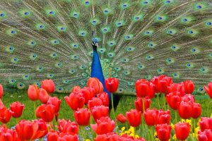 nature, Animals, Peacock, Feathers, Flowers, Red flowers, Tulips, Grass, Birds