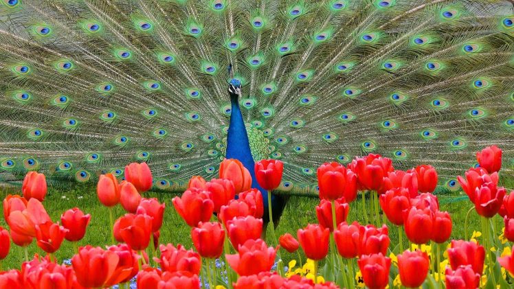 nature, Animals, Peacock, Feathers, Flowers, Red flowers, Tulips, Grass, Birds HD Wallpaper Desktop Background