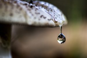 nature, Water drops, Macro, Depth of field, Mushroom, Reflection