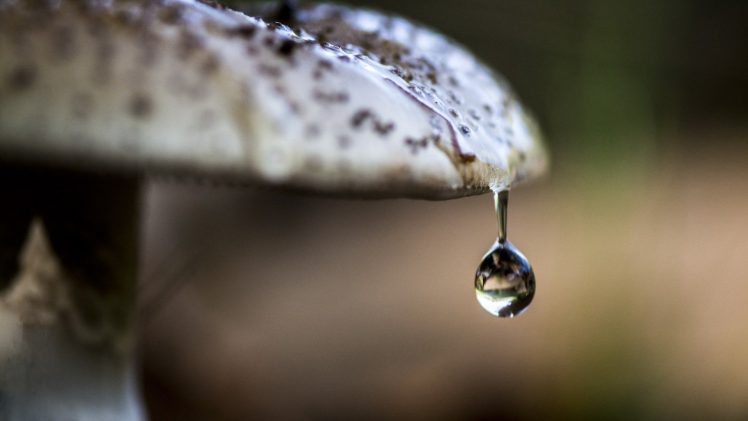 nature, Water drops, Macro, Depth of field, Mushroom, Reflection HD Wallpaper Desktop Background
