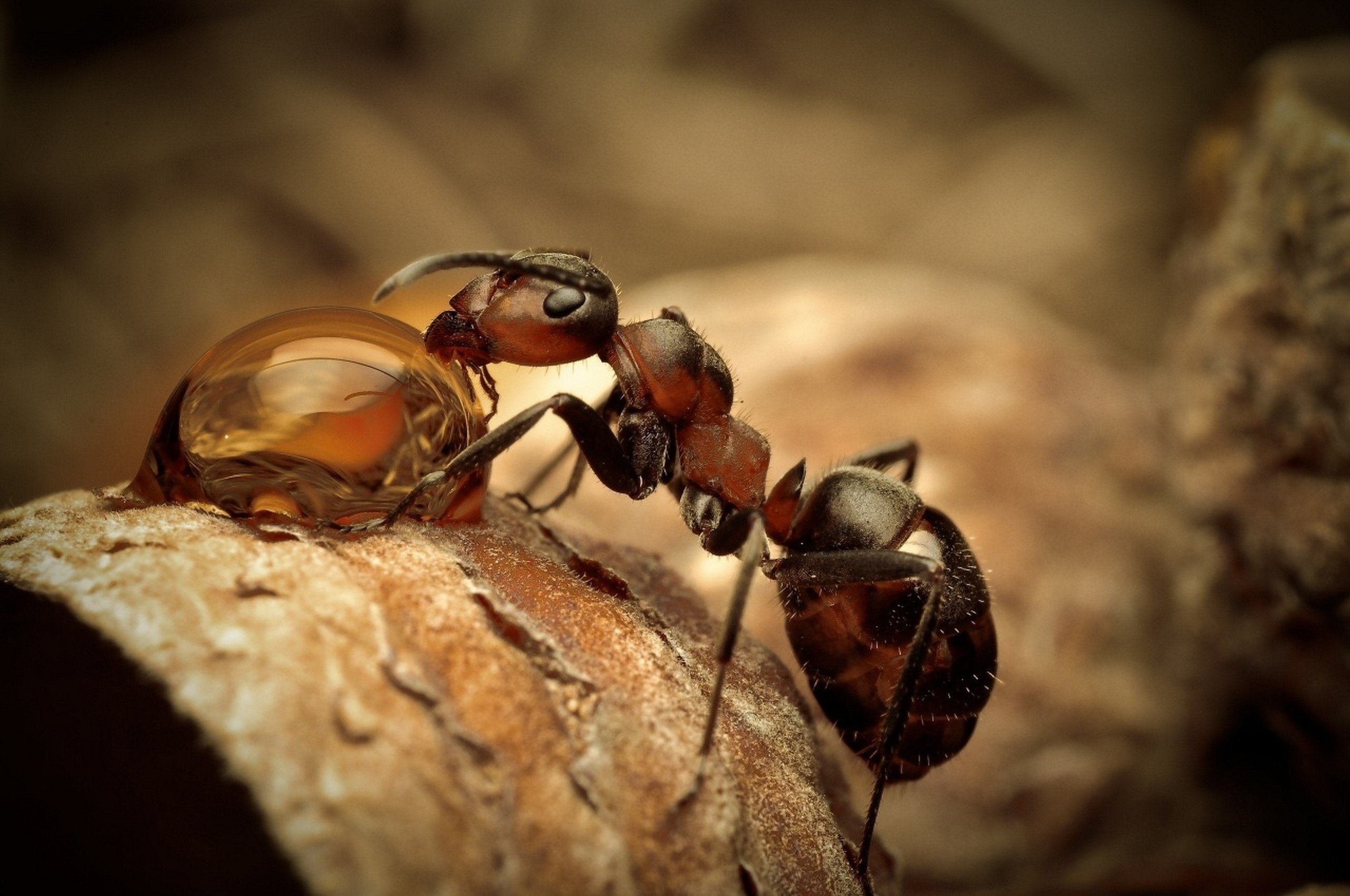 nature, Water drops, Macro, Depth of field, Insect, Ants, Wood Wallpaper