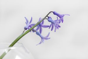photography, White background, Plants, Flowerpot, Glass