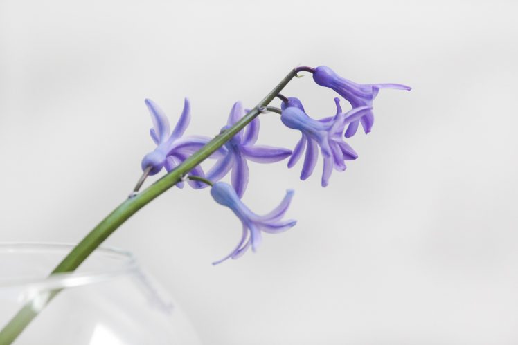 photography, White background, Plants, Flowerpot, Glass HD Wallpaper Desktop Background
