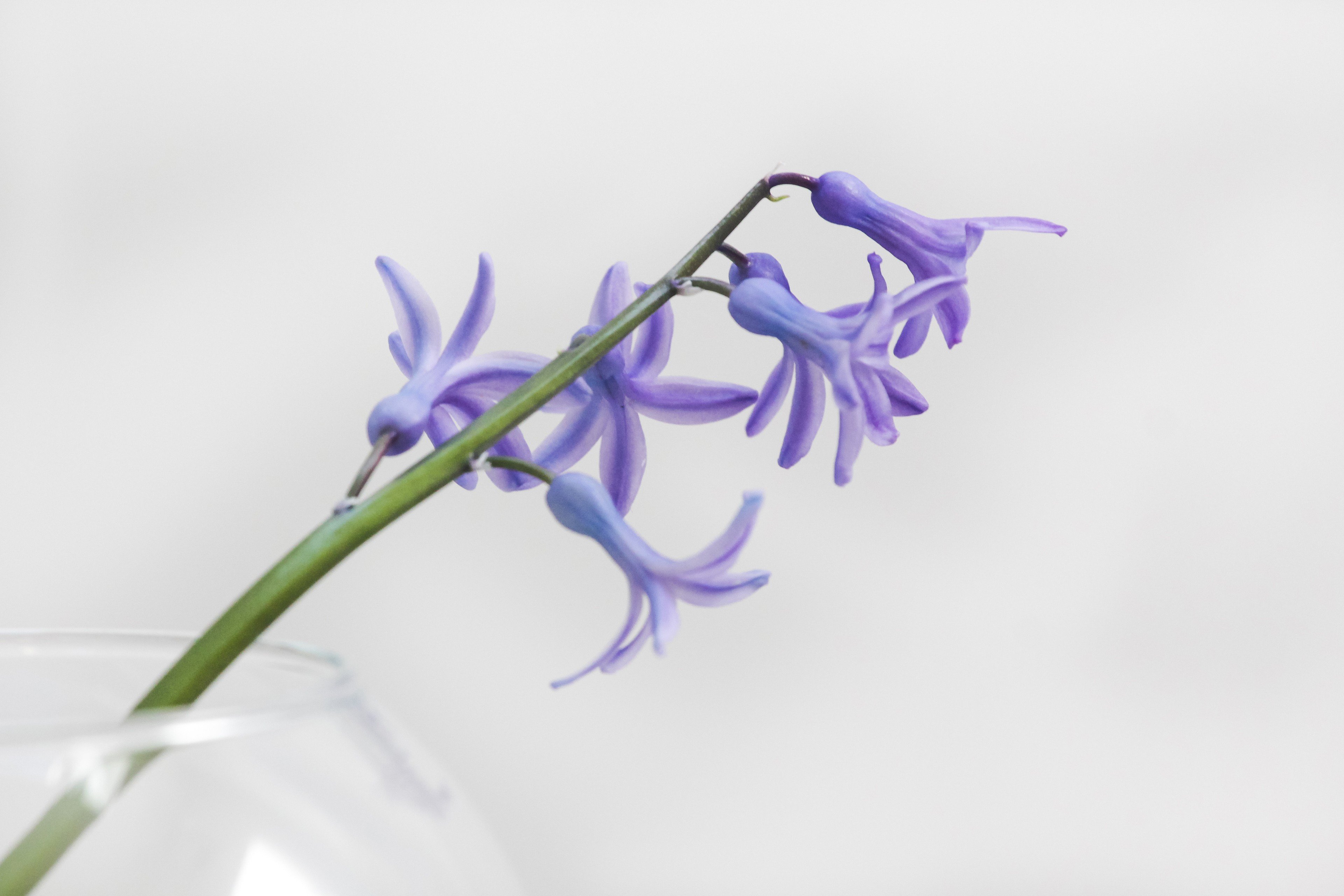 photography, White background, Plants, Flowerpot, Glass Wallpaper