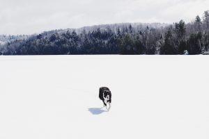 photography, Dog, Snow, Forest