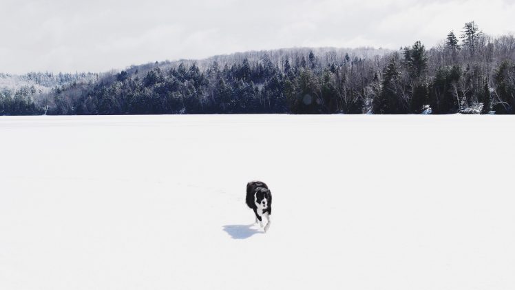 photography, Dog, Snow, Forest HD Wallpaper Desktop Background