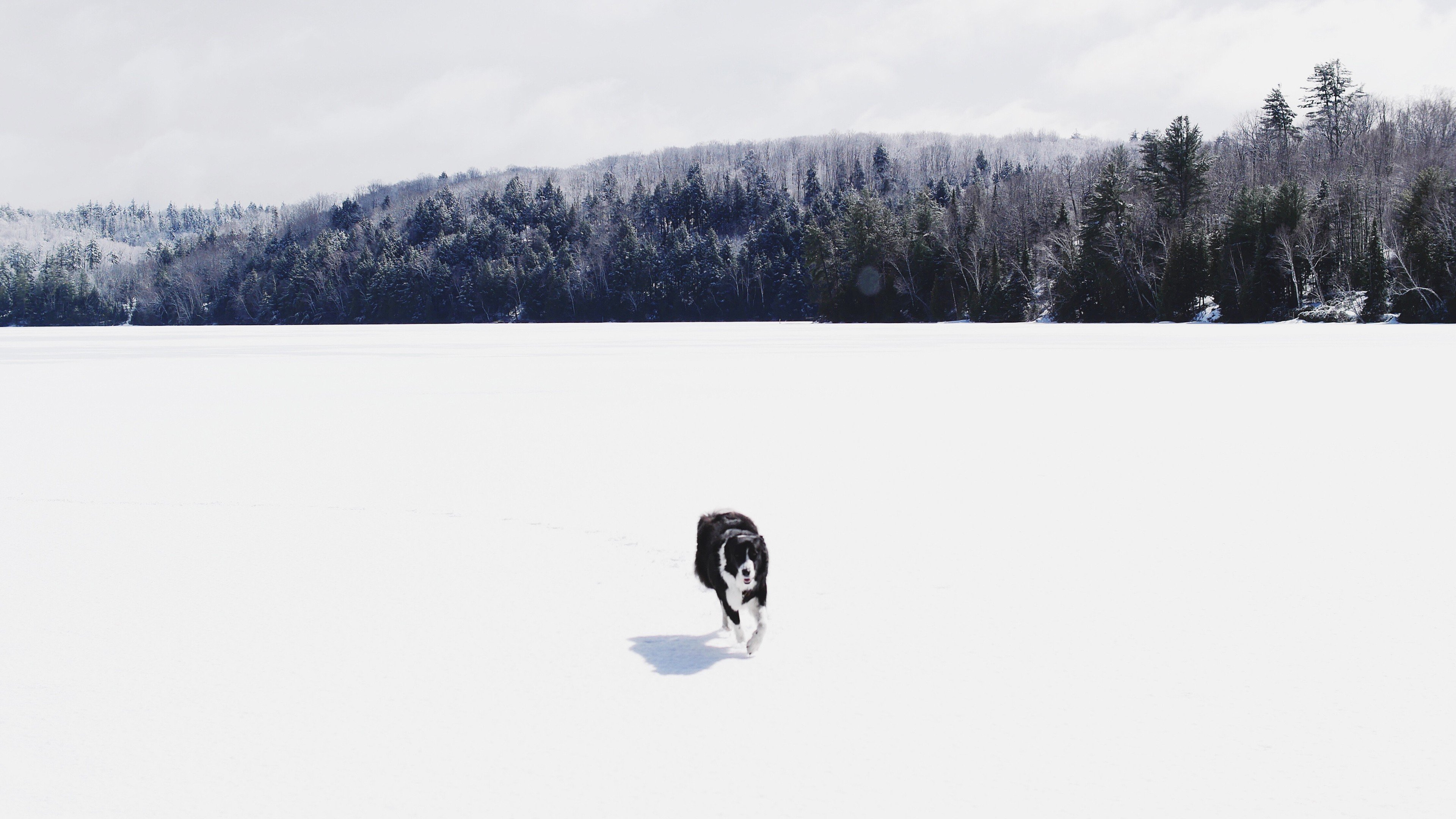 photography, Dog, Snow, Forest Wallpaper