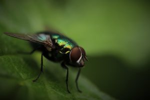 photography, Fly, Macro, Green, Bug, Insect, Blurred