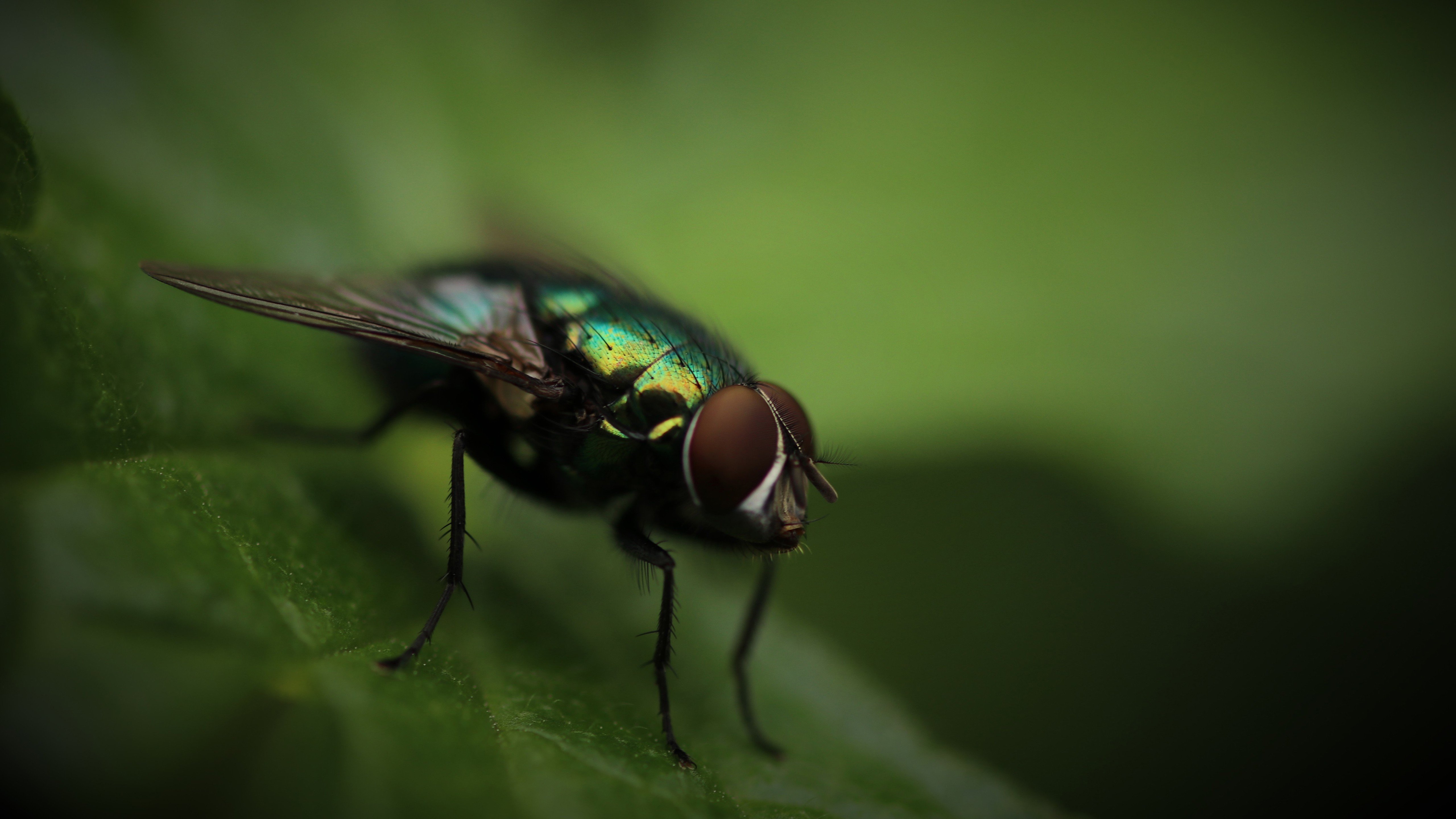 photography, Fly, Macro, Green, Bug, Insect, Blurred Wallpaper