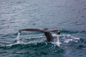 photography, Whale, Sea, Nature, Animals