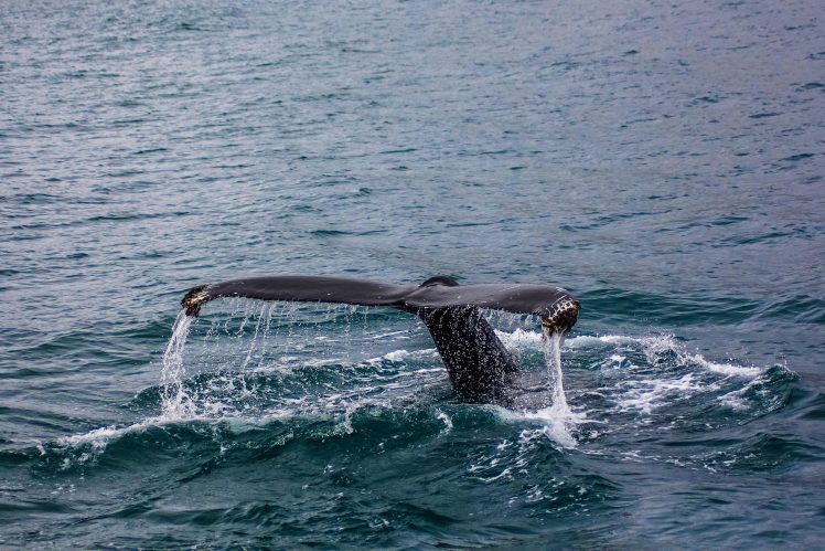 photography, Whale, Sea, Nature, Animals HD Wallpaper Desktop Background