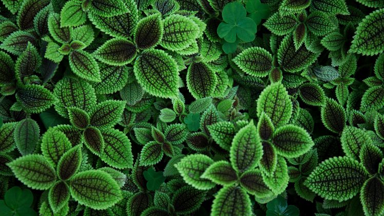 photography, Green, Plants, Leaves HD Wallpaper Desktop Background