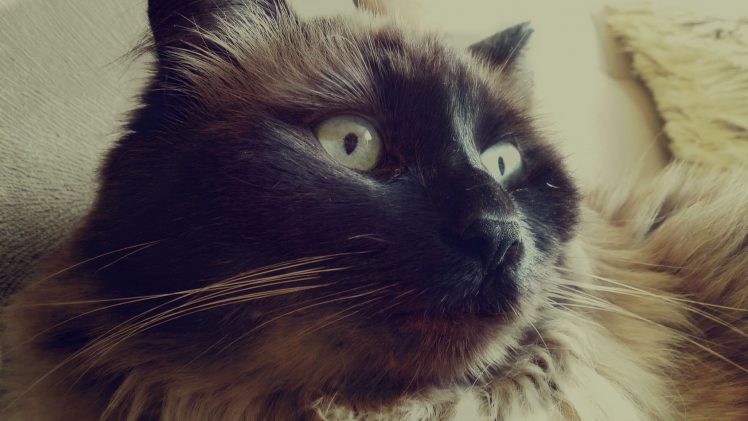 cat, Wildlife, Neva Masquarade, Cat eyes HD Wallpaper Desktop Background