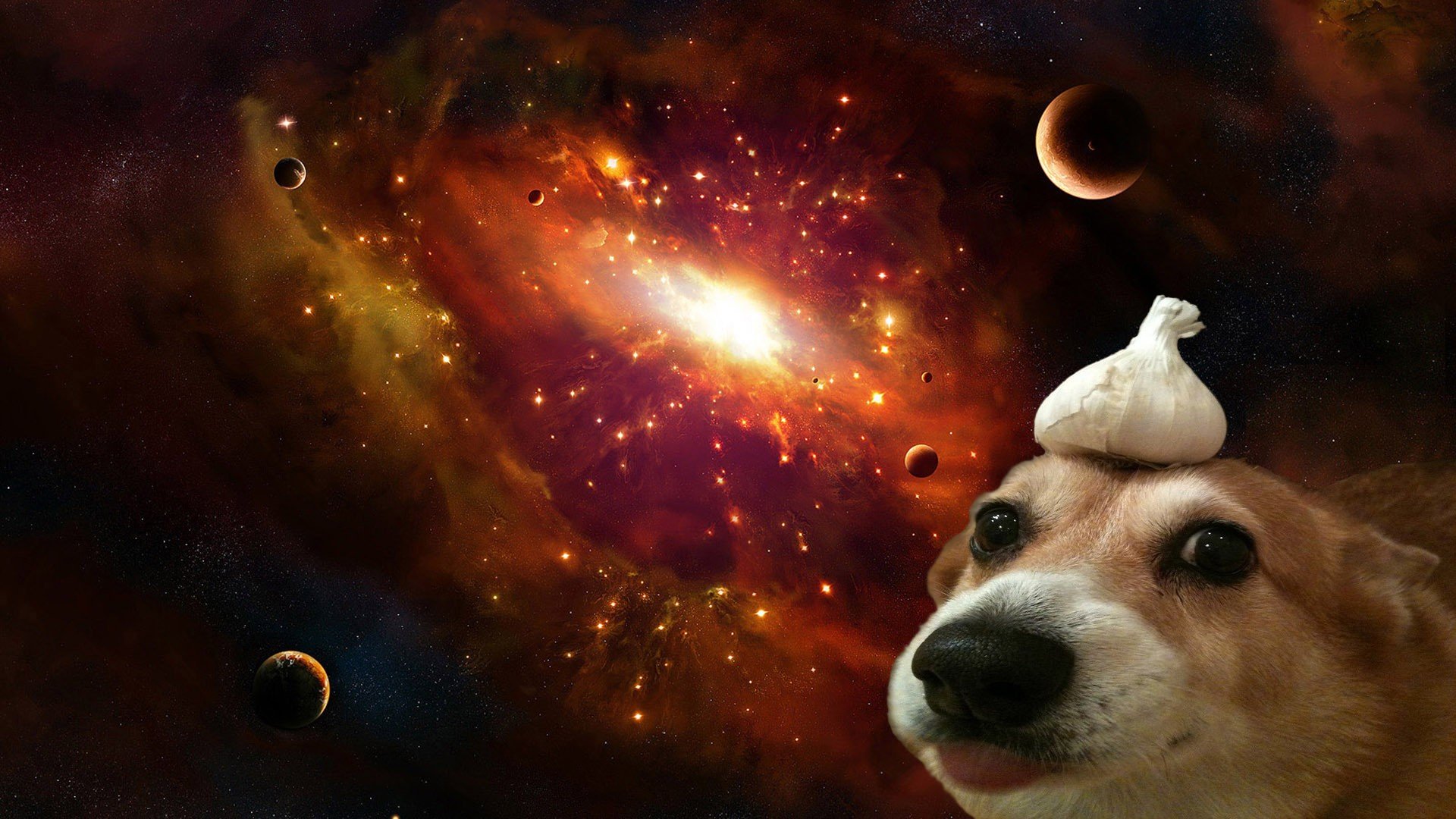 dog, Space, Universe, Garlic, Corgi Wallpaper