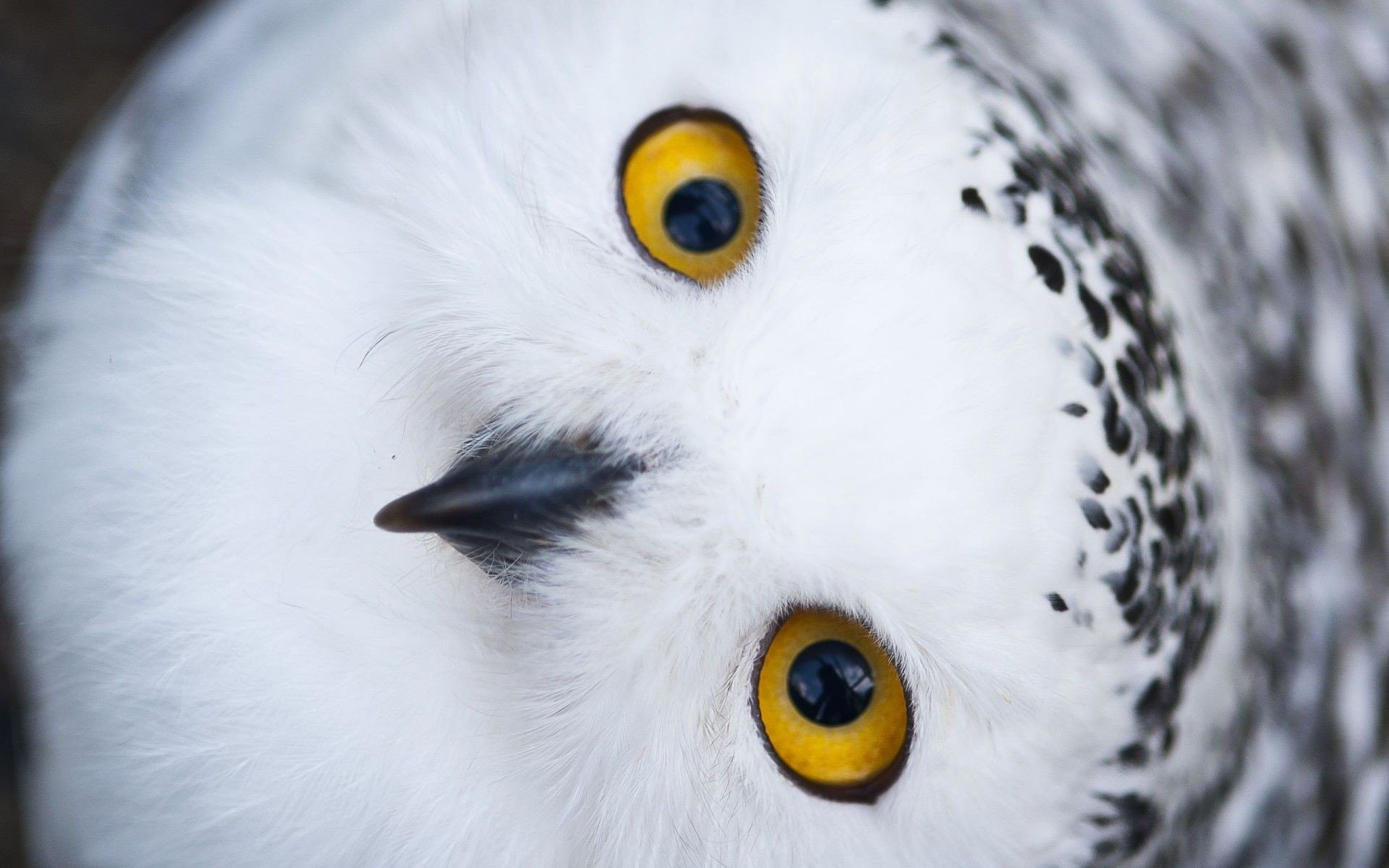 owl, Birds Wallpaper