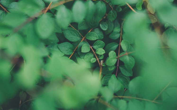 plants, Leaves, Nature, Foliage HD Wallpaper Desktop Background
