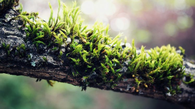 nature, Plants, Moss, Branch HD Wallpaper Desktop Background
