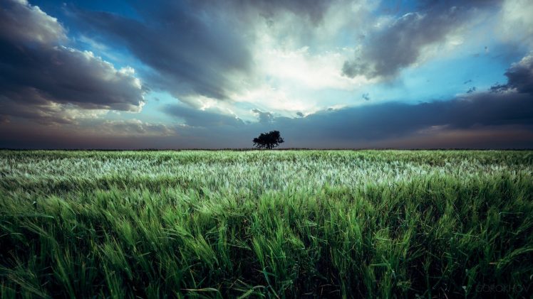 Ivan Gorokhov, 500px, Landscape, Field, Sky, Plants, Clouds HD Wallpaper Desktop Background