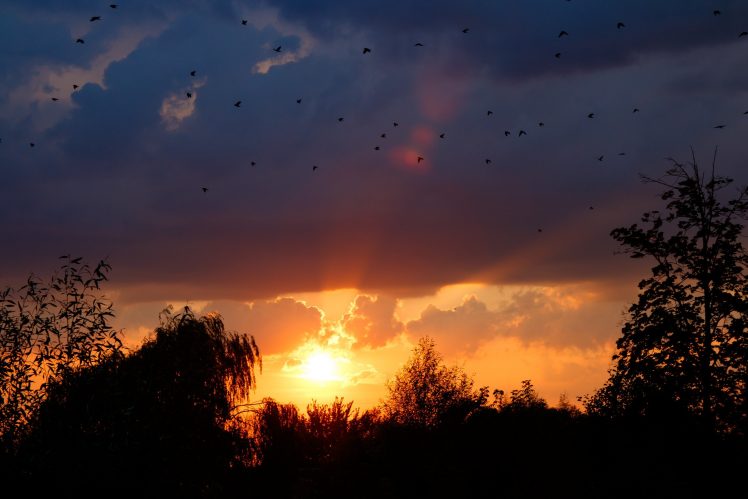 nature, Clouds, Sunset, Flying, Birds HD Wallpaper Desktop Background