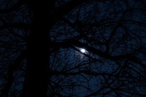 moonlight, Dark tree