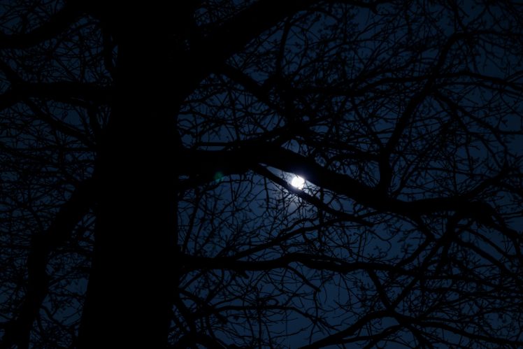 moonlight, Dark tree Wallpapers HD / Desktop and Mobile Backgrounds