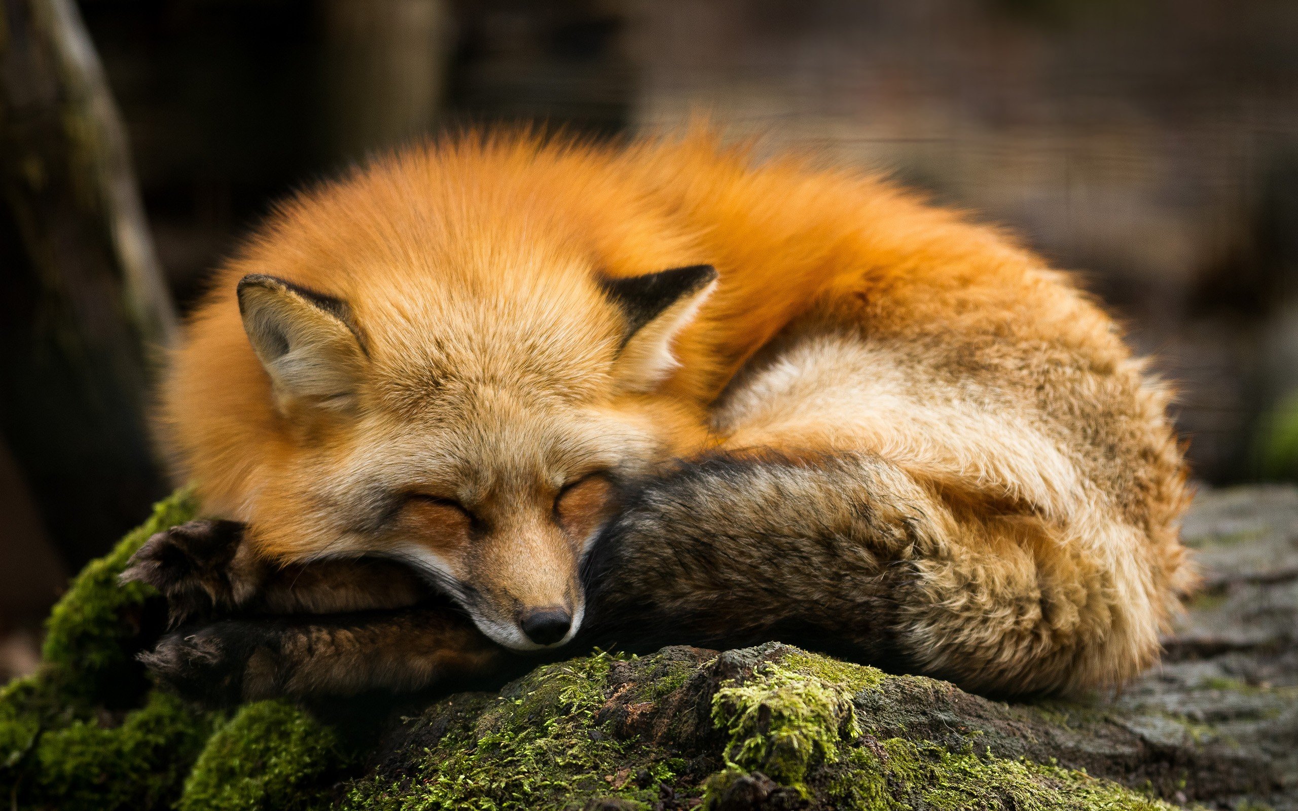 fox, Nature Wallpaper