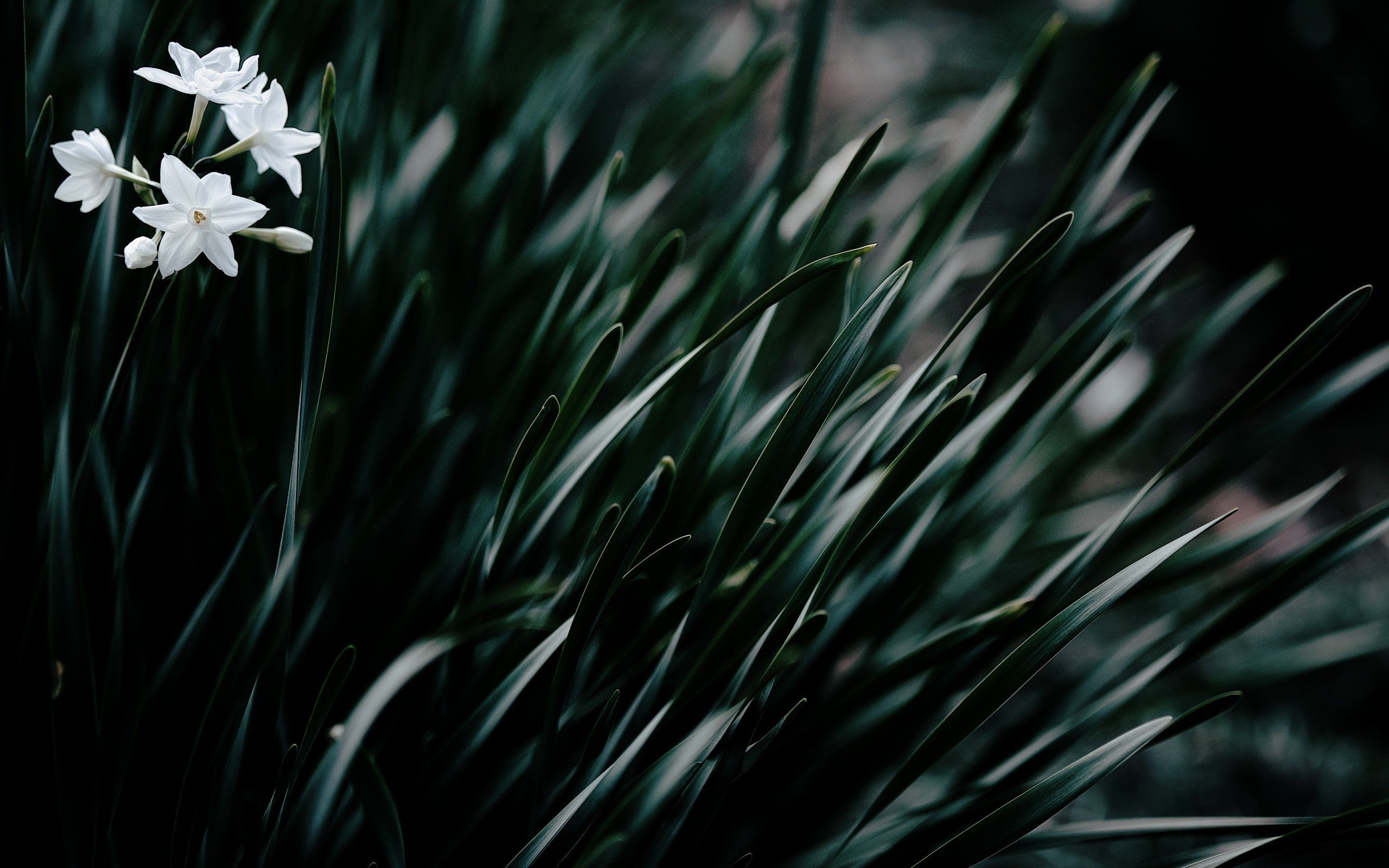 flowers, Plants, Green, Leaves Wallpaper