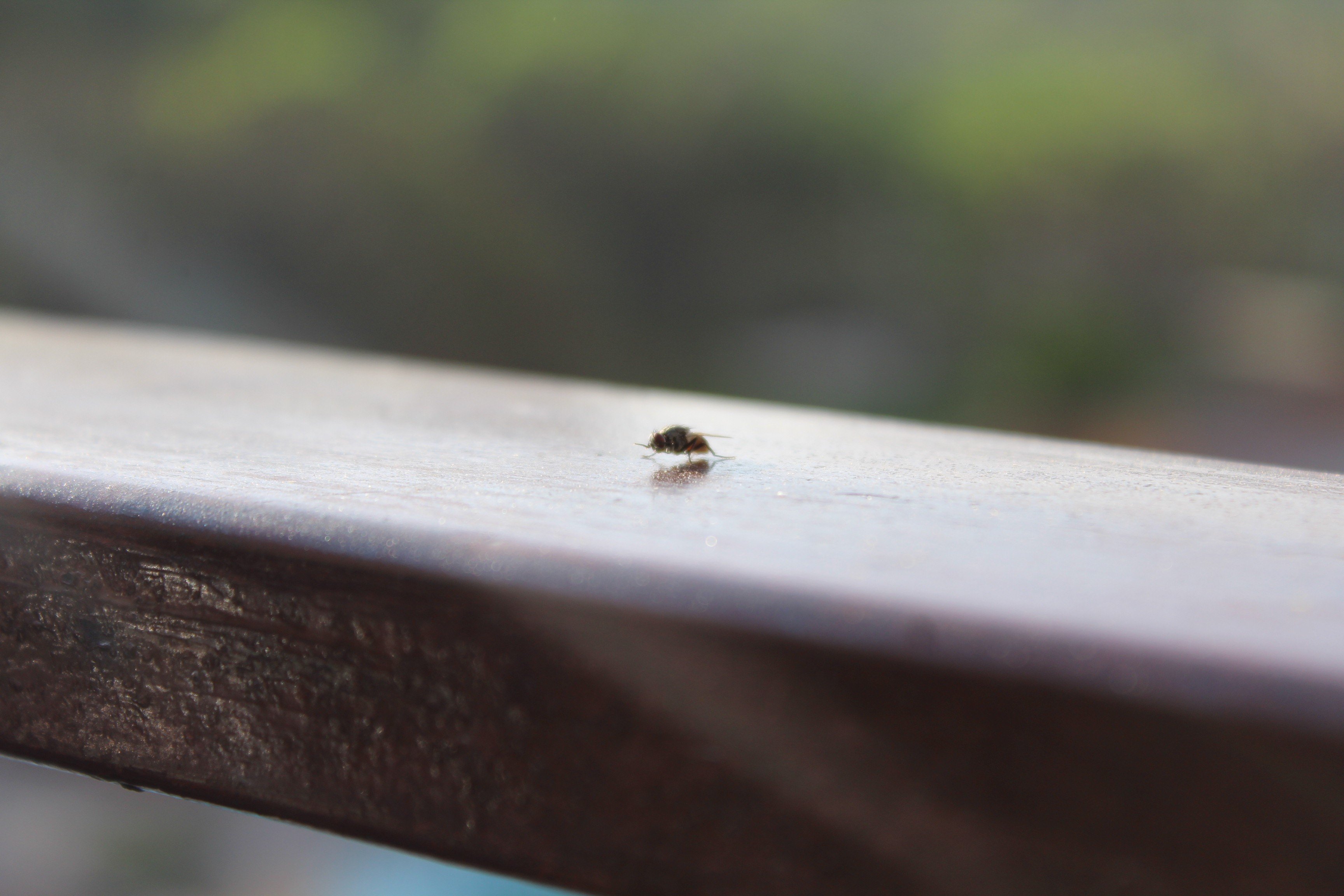 flies, Macro Wallpaper