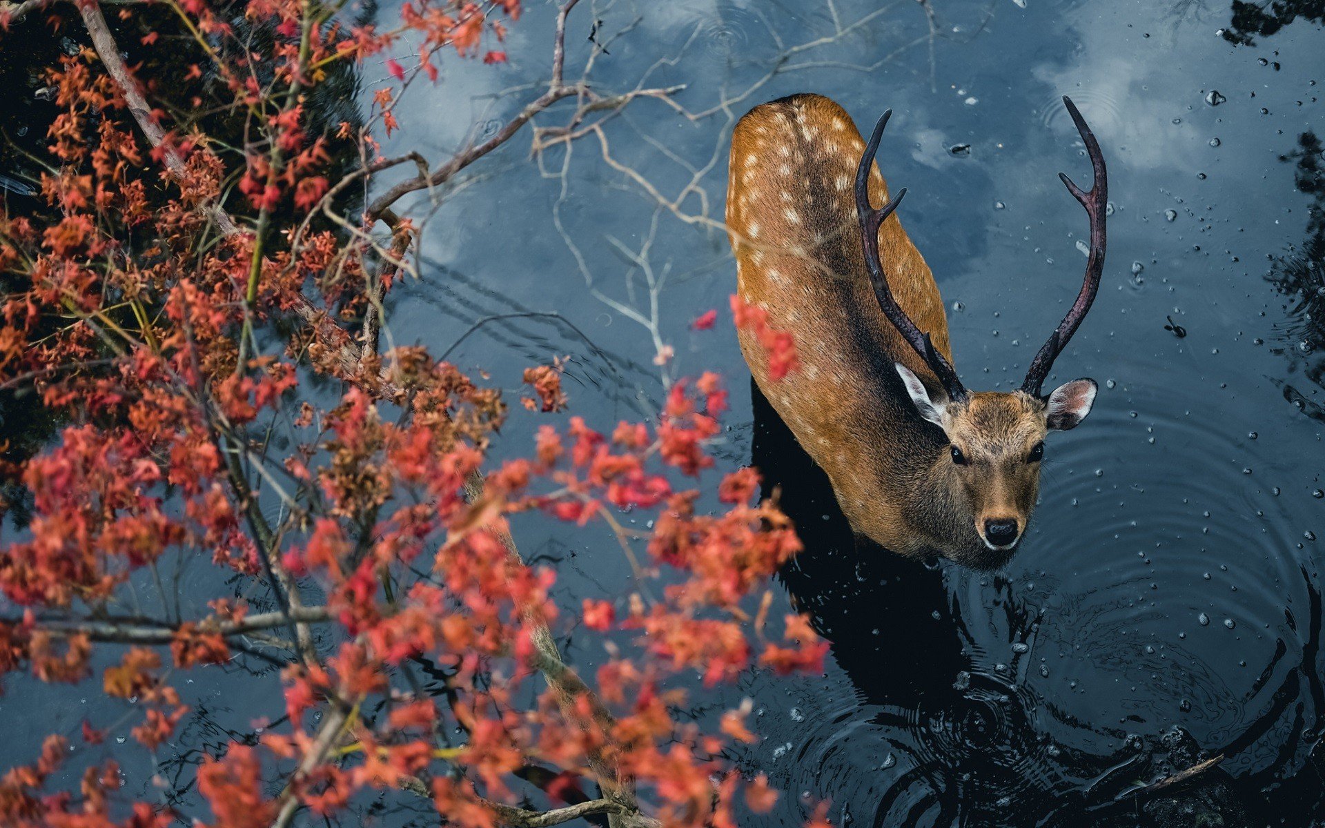 looking up, Deer, Nature, Animals, Water, Horns, Trees, Depth of field Wallpaper