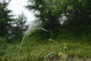 rain, Nature