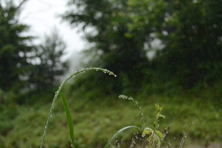 rain, Nature HD Wallpaper Desktop Background