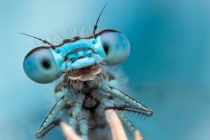 dragonflies, Bug, Insect, Nature, Macro, Blue