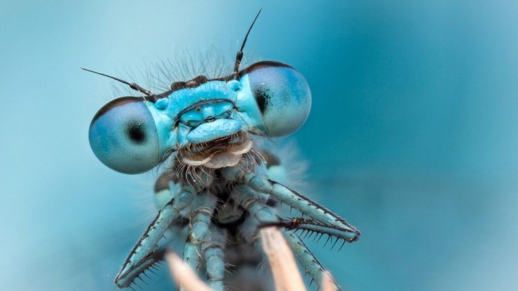 dragonflies, Bug, Insect, Nature, Macro, Blue HD Wallpaper Desktop Background