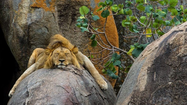 closed eyes, Lion, Animals, Sleeping HD Wallpaper Desktop Background