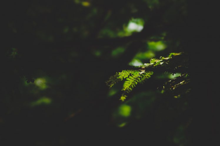 nature, Leaves, Plants, Natural light HD Wallpaper Desktop Background