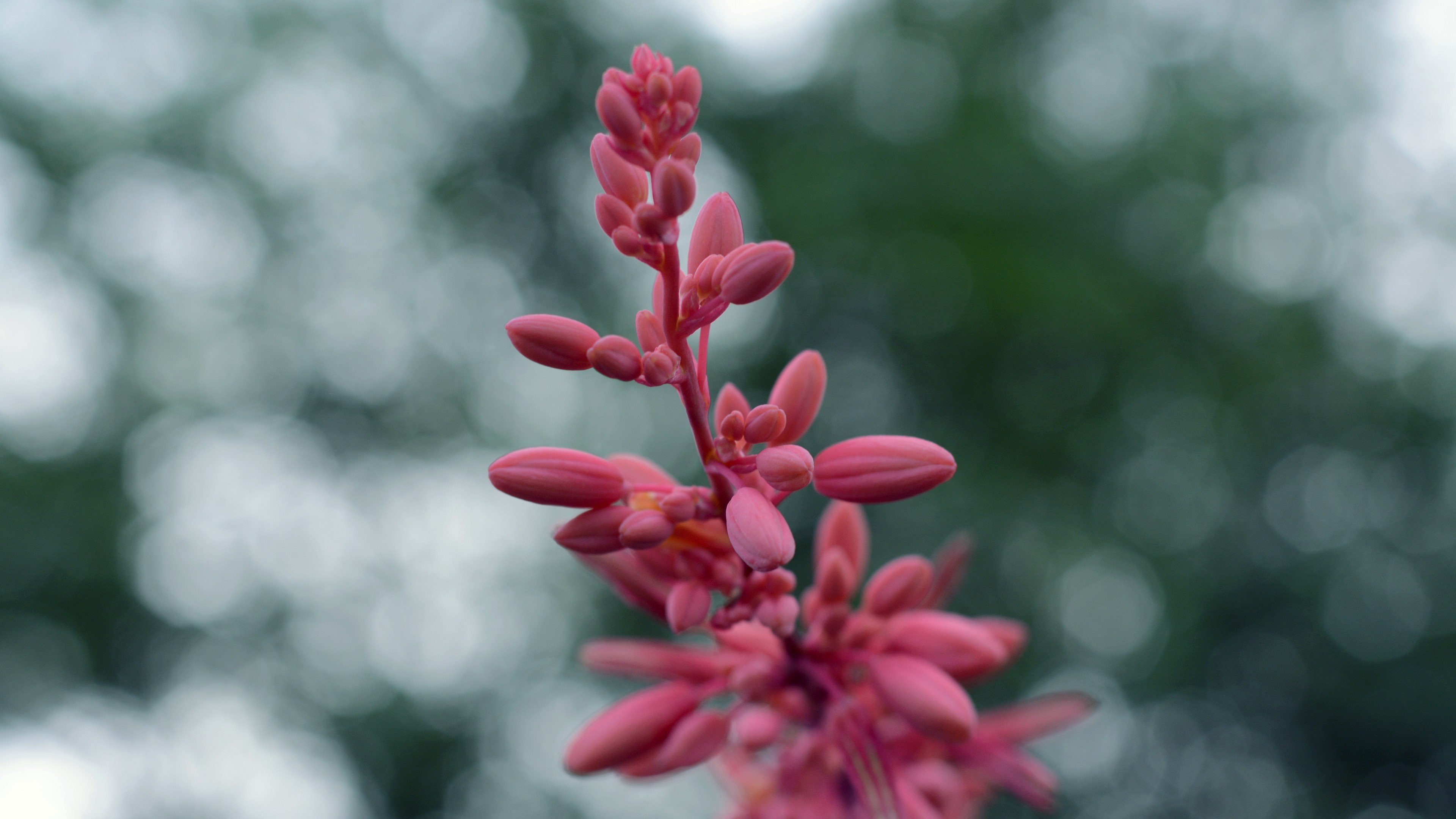 hyperionphotography, Photography, Flowers, Yucca Wallpaper