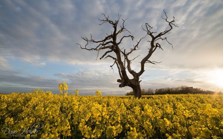 Dave Holder, Field, Plants, Trees, Sky, Landscape, Clouds HD Wallpaper Desktop Background