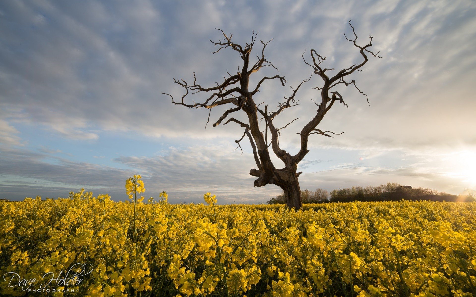 Dave Holder, Field, Plants, Trees, Sky, Landscape, Clouds Wallpaper