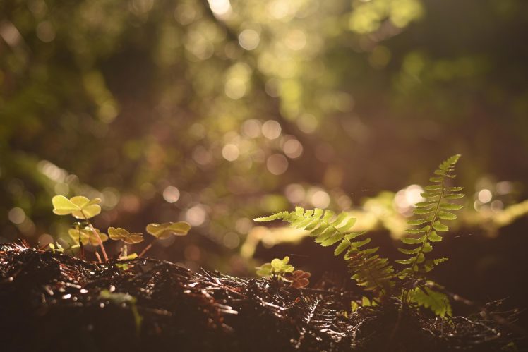nature, Plants, Green, Leaves HD Wallpaper Desktop Background