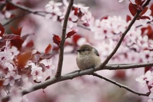 photography, Birds, Cherry blossom, Animals, Plants, Branch