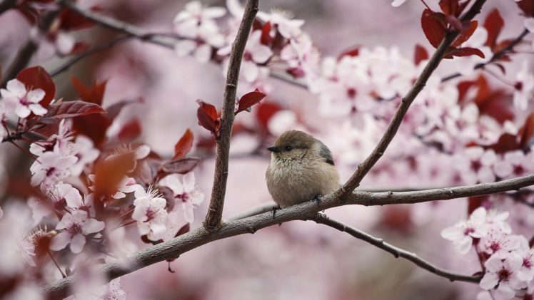photography, Birds, Cherry blossom, Animals, Plants, Branch HD Wallpaper Desktop Background