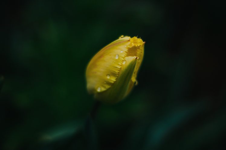 tulips, Herbarium, Yellow, Spring, Green HD Wallpaper Desktop Background