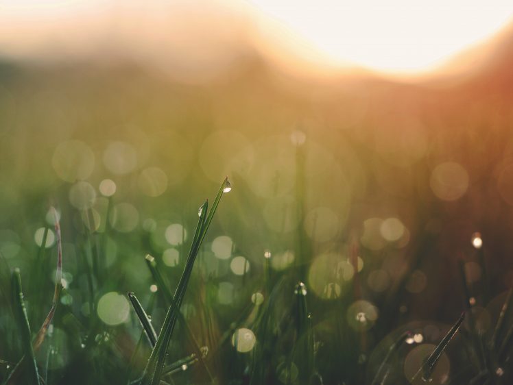 nature, Grass, Blurred, Water drops HD Wallpaper Desktop Background